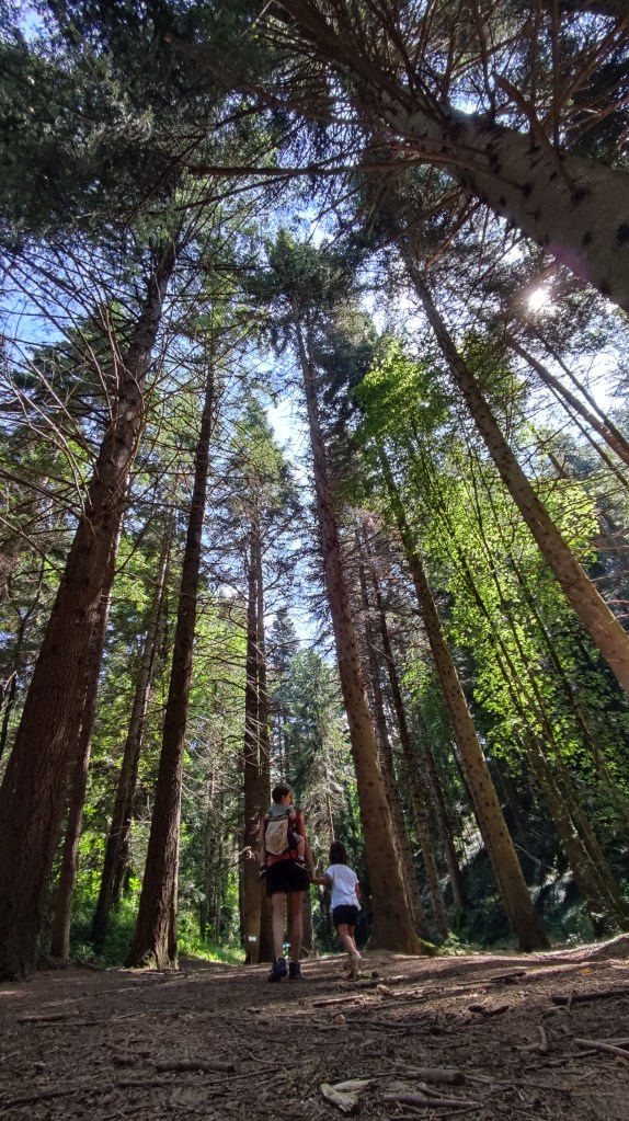 Arboretum Masjoan: horarios, precios y opinión de la&nbsp;visita