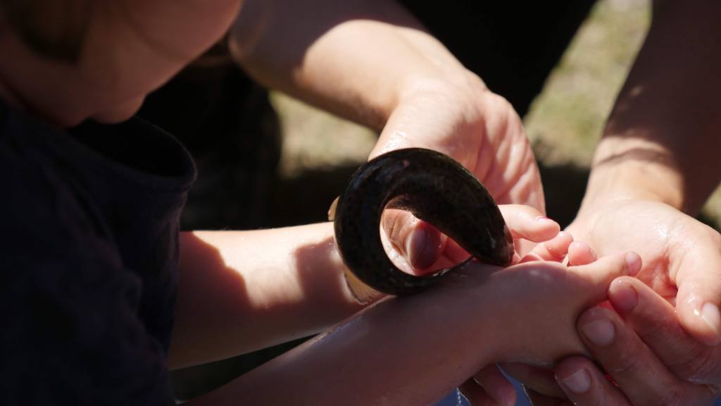 CENTRE DE FAUNA DE EL PONT DE&nbsp;SUERT
