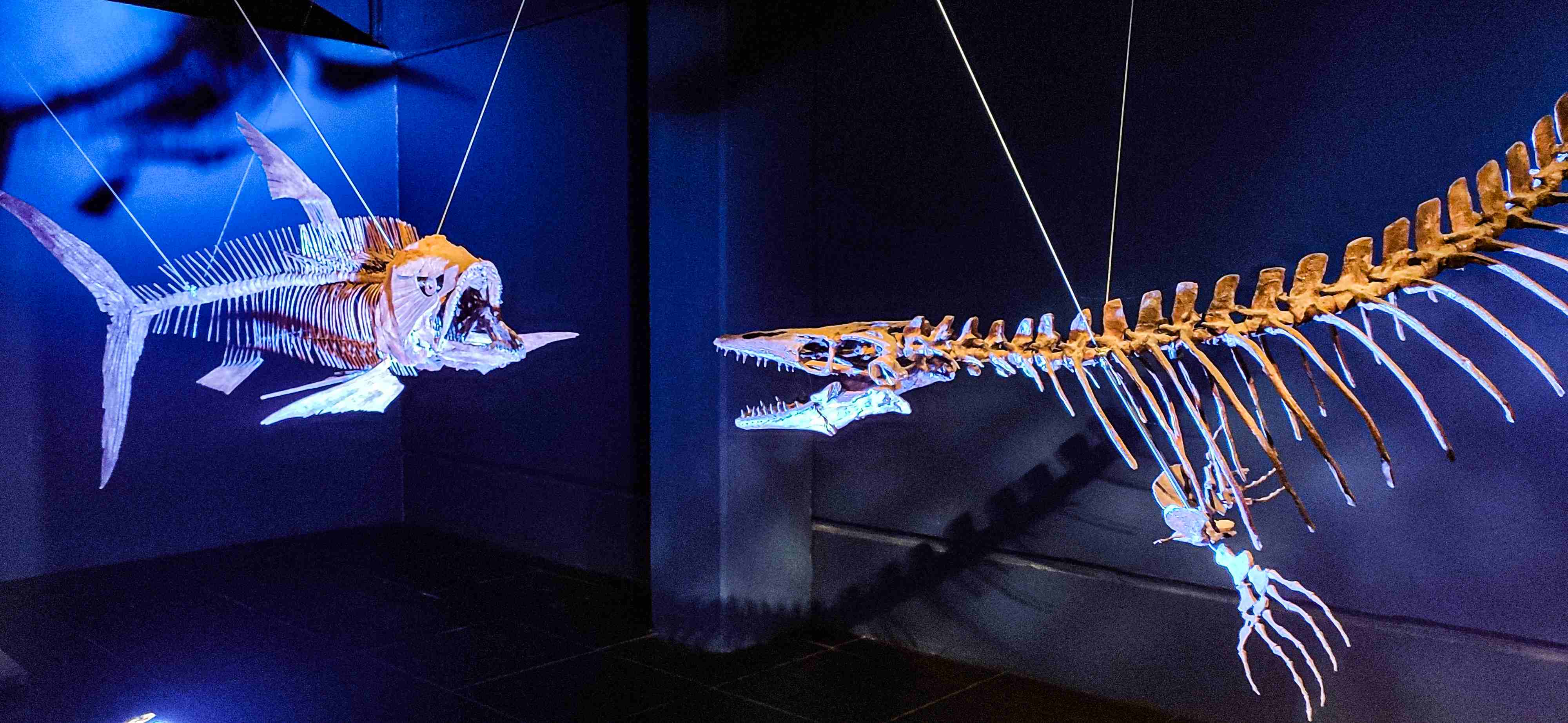 Dinopolis esqueleto mar museo