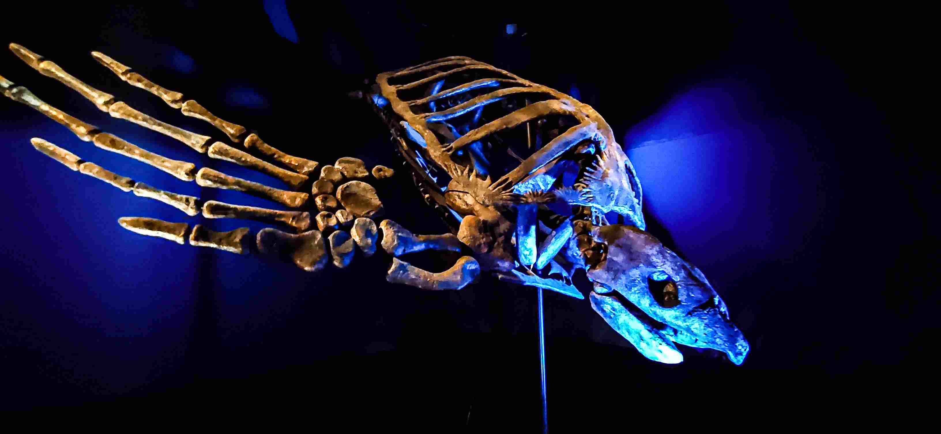 Dinopolis esqueleto tortuga