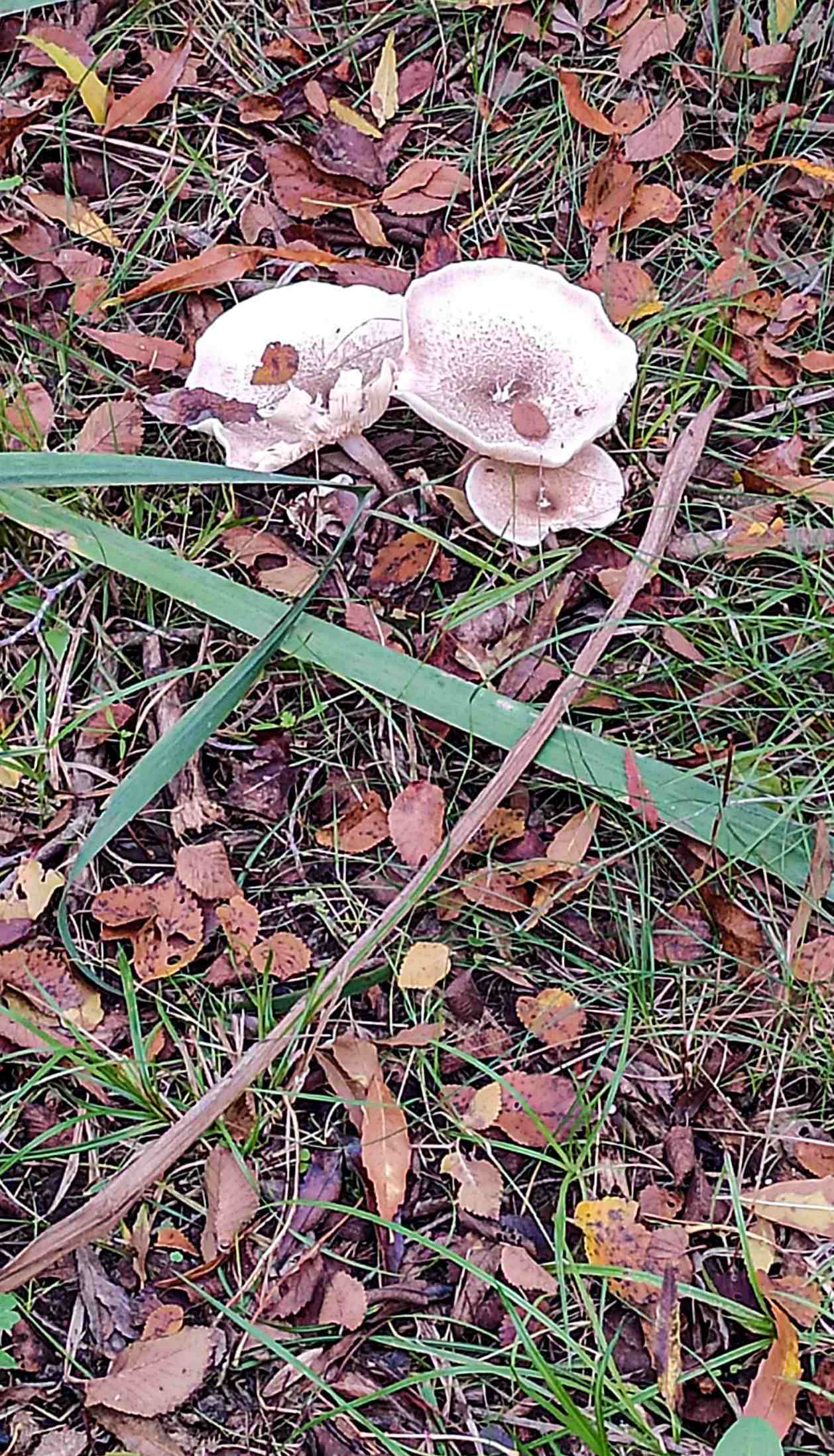 Aiguamolls Empordà flora