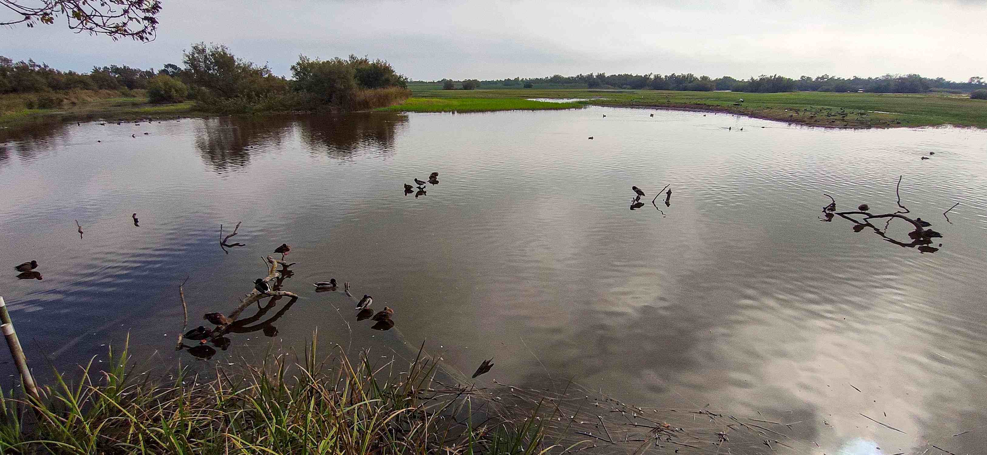 Aiguamolls Empordà aves