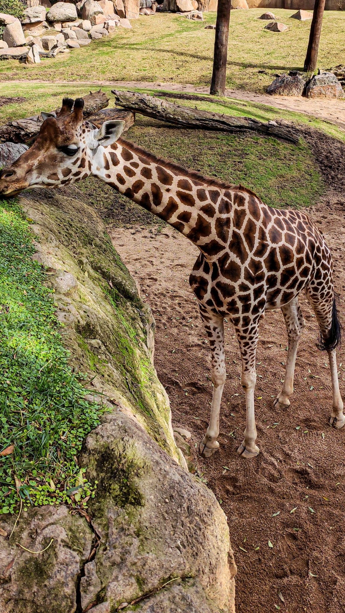 València - Bioparc - Girafa