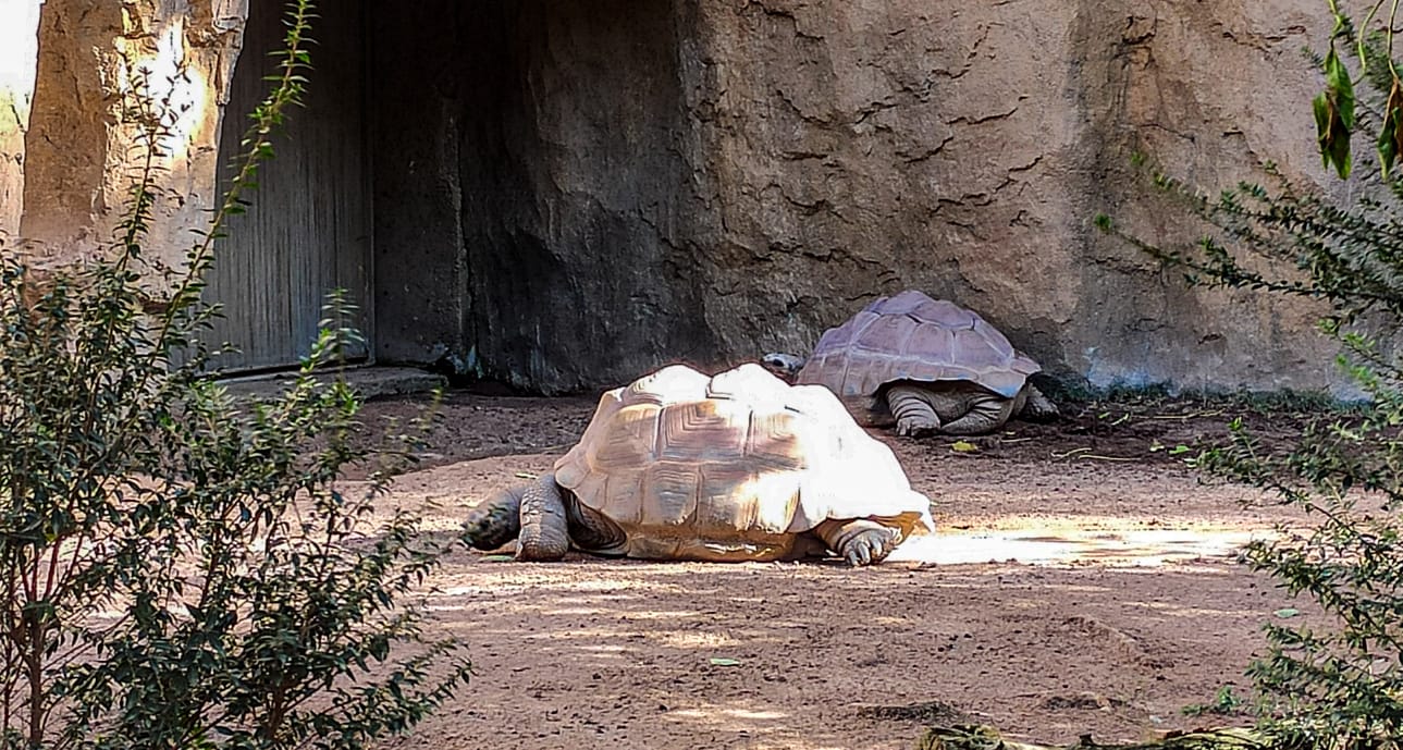 València - Bioparc - tortugas