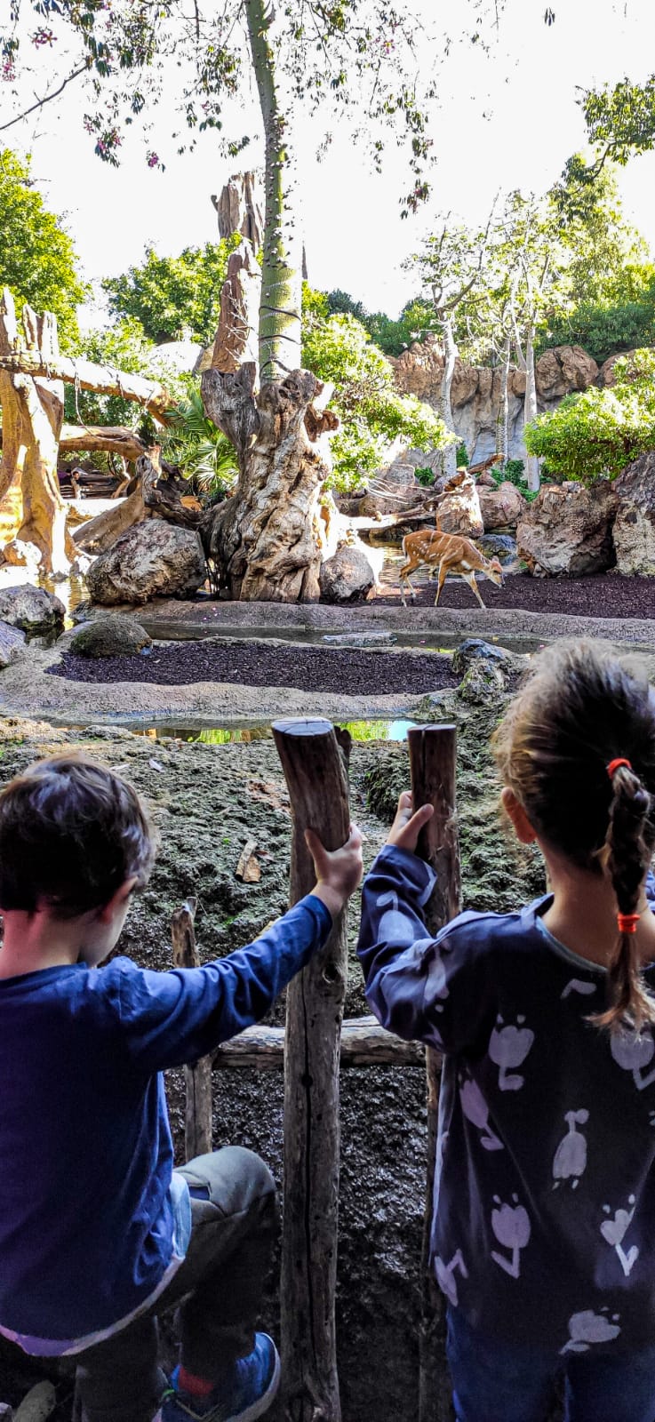 València - Bioparc - niños mirando cervatillos