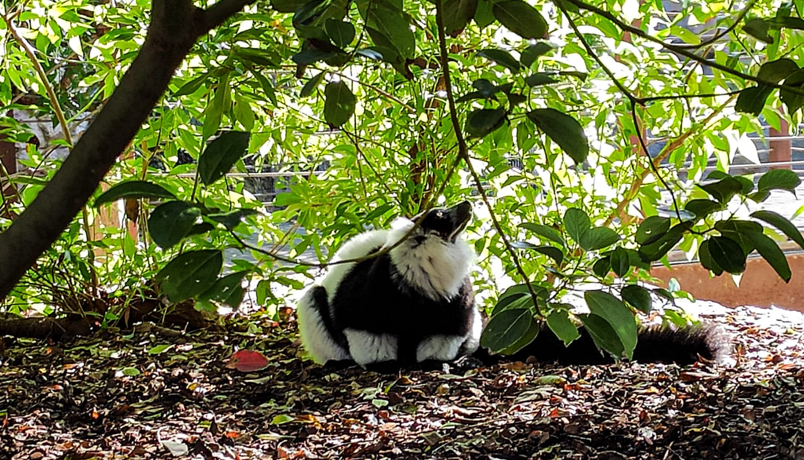 València - Bioparc - animales