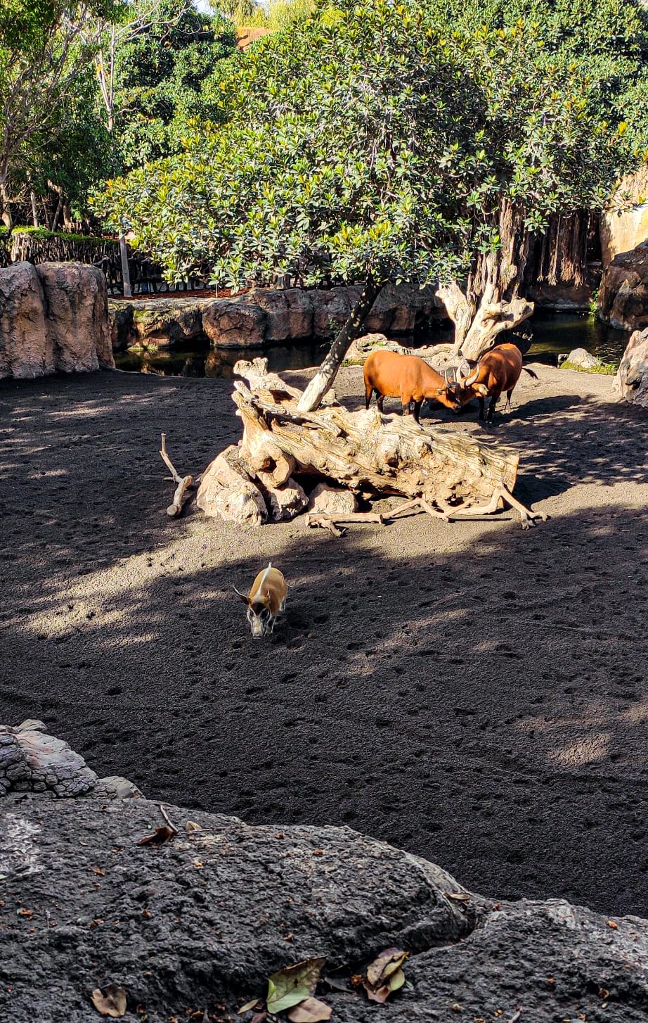 València - Bioparc - Jabalís