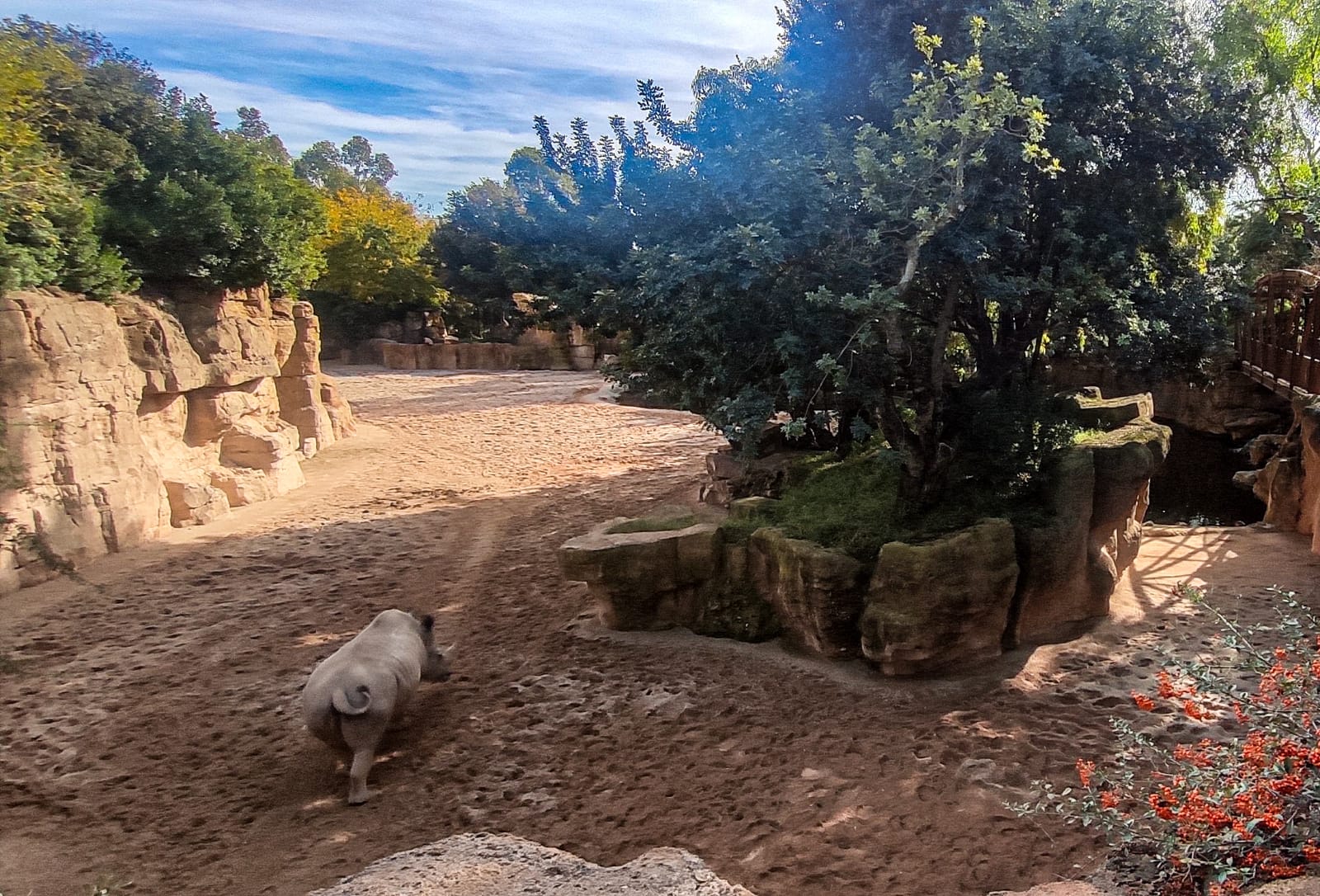València - Bioparc - Rinoceronte