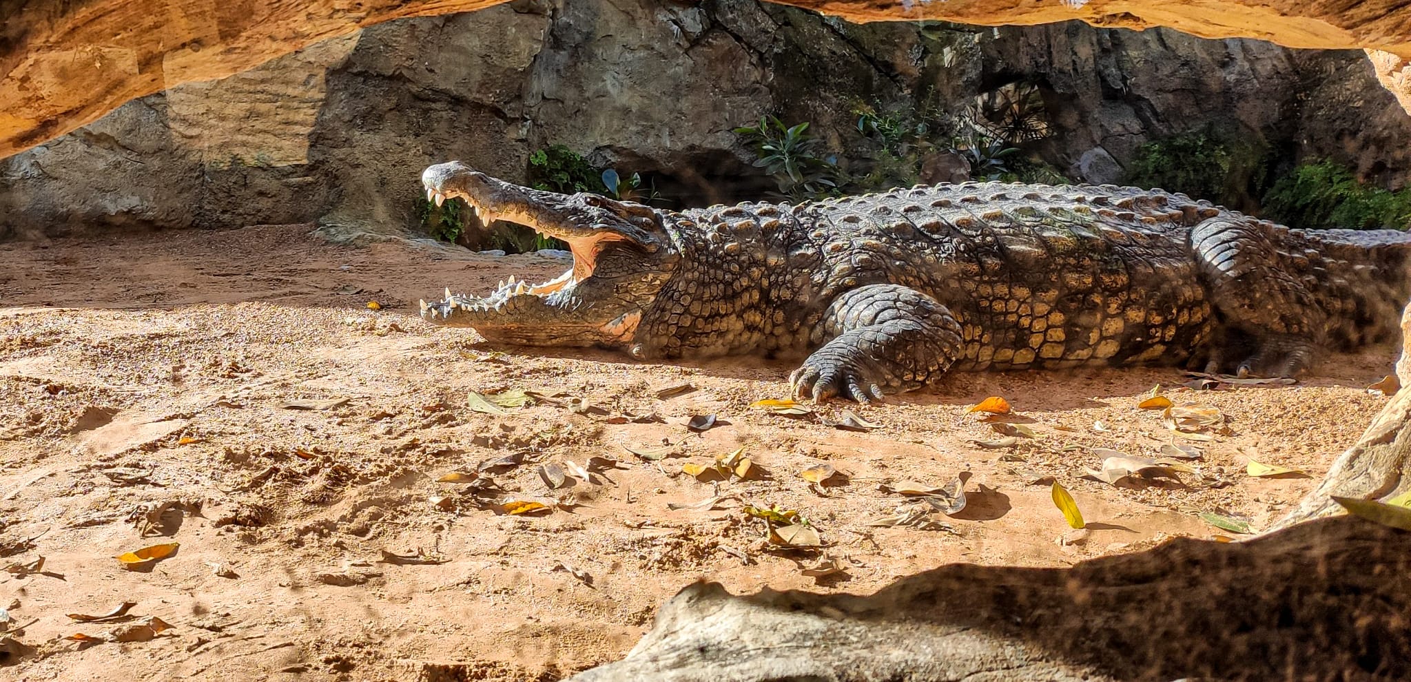 València - Bioparc - Cocodrilo