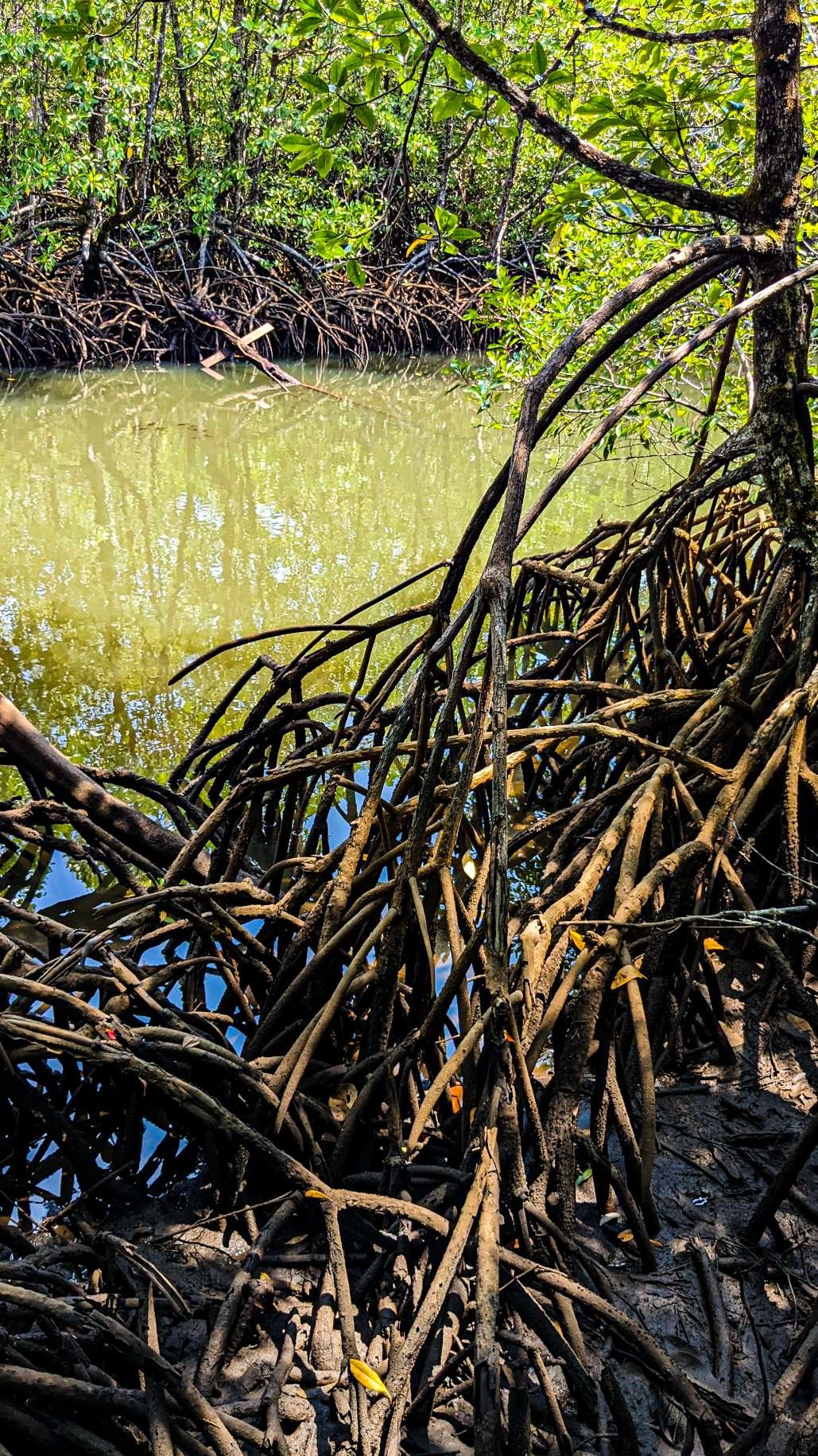 Koh Rong - Humedales