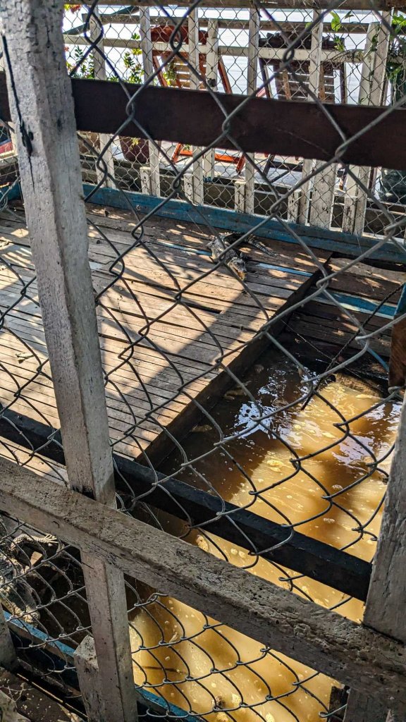 Camboya - Lago Tonle - Casa flotante - caiman