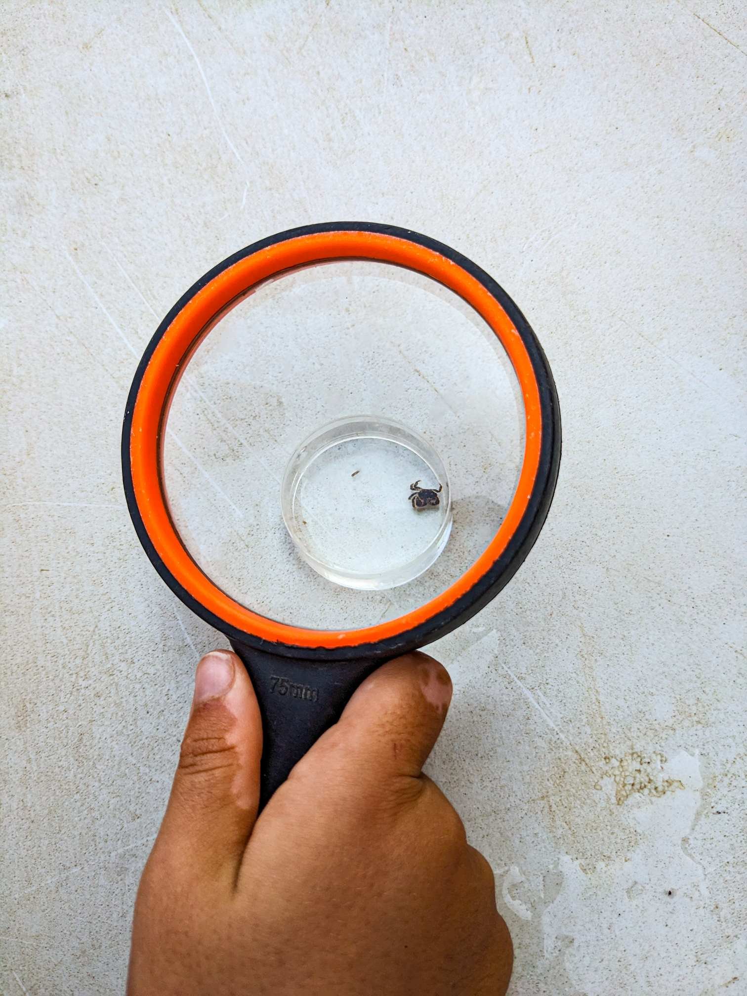 Lloret de Mar - Taller de biologia marina - Lupa amb cranc