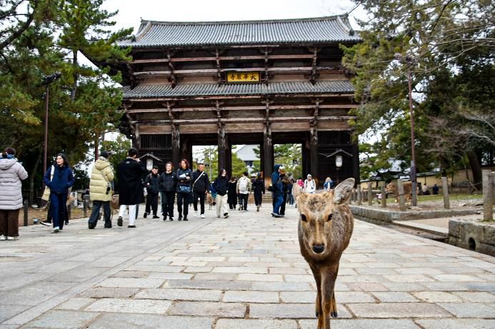 Nara - Ciervo frente a la puerta de Todai Ji