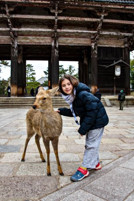 Nara - Ciervo frente a la puerta de Todai Ji