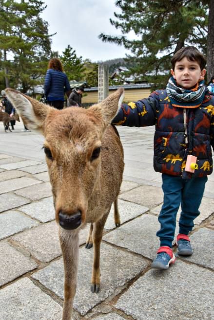 Nara - Ciervos en el Parque de Nara