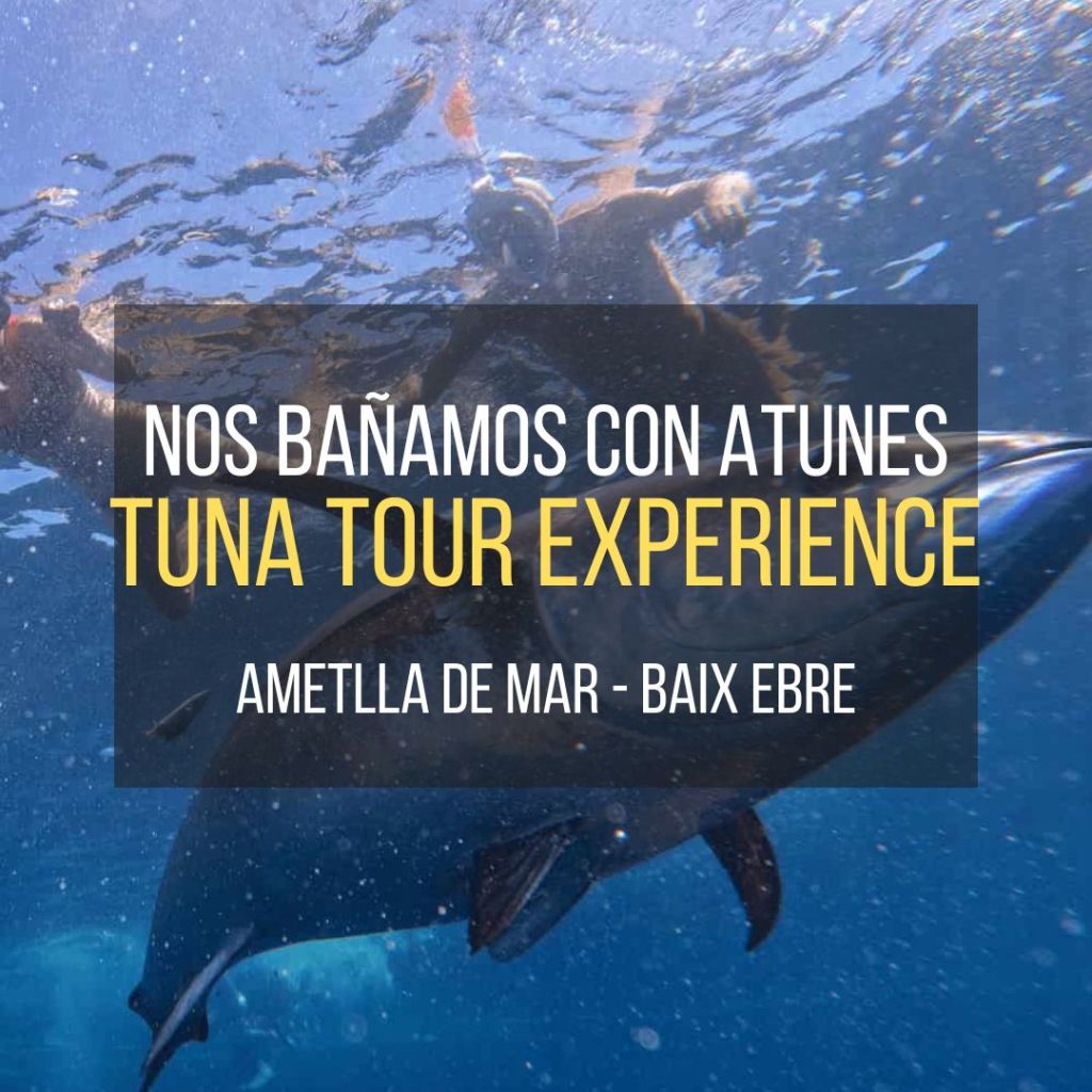 Tuna Tour o cómo es bañarse entre atunes que parecen delfines: te lo&nbsp;contamos